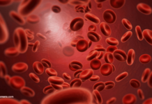 आरोग्य – जीवनाचा आधार रक्त धातू