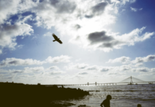 पाच दिवस वादळी पावसाची शक्यता; विदर्भ, मराठवाडा, मध्य महाराष्ट्राला सतर्कतेचा इशारा