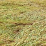 सामना अग्रलेख – पुन्हा अवकाळीचा फेरा!