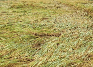 सामना अग्रलेख – पुन्हा अवकाळीचा फेरा!