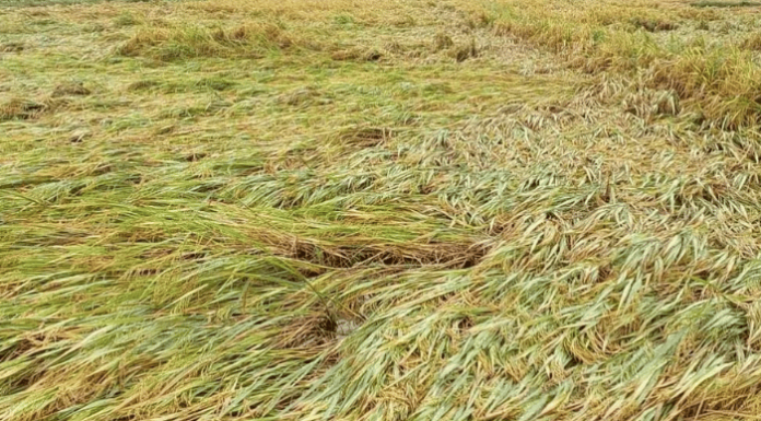 सामना अग्रलेख – पुन्हा अवकाळीचा फेरा!