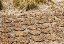 गोवऱ्यांचे ‘उडवे’ रचण्यास प्रारंभ, सरपणासाठी भटकंती; गॅस सिलिंडरचे भाव वाढल्याने ग्रामीण भागात चुली पेटल्या