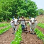 उद्याची शेती- कृषी धोरण निर्मितीतील अनास्था