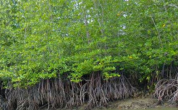 खारफुटीची कत्तल करून दिवा, मुंब्य्रातील 200 एकर जमीन कोण लाटतंय? राष्ट्रीय हरित लवादानेही ठाणे पालिकेला फटकारले