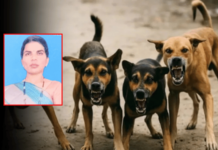 महिलेचे लचके तोडत कुत्र्यांनी घेतला जीव, चाकणमधील थरार; झुंडीने केला हल्ला