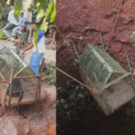 Ratnagiri News – भक्ष्याचा पाठलाग करताना काळा बिबट्या विहिरीत पडला, वनविभागाकडून सुटका