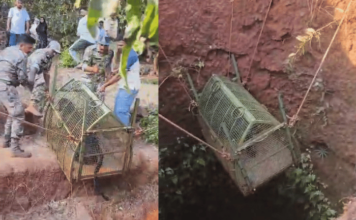 Ratnagiri News – भक्ष्याचा पाठलाग करताना काळा बिबट्या विहिरीत पडला, वनविभागाकडून सुटका