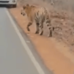 ताडोबात वाघाजवळ जात फोटो काढण्याचा प्रयत्न अंगलट; वनविभाग कारवाई करणार