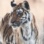 उरल्या 15 वर्षांच्या आठवणी… पेंचची ‘लंगडी’ वाघीण काळाच्या पडद्याआड