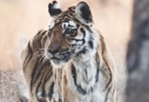 उरल्या 15 वर्षांच्या आठवणी… पेंचची ‘लंगडी’ वाघीण काळाच्या पडद्याआड