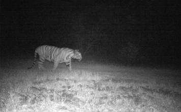 सह्याद्री व्याघ्र प्रकल्पात नव्या नर वाघाची नोंद, आता एकूण वाघाची संख्या सातवर
