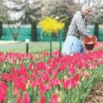 श्रीनगरमध्ये फुलांचा सुगंध दरवळणार!