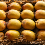 देवगड, रत्नागिरी, अलिबाग, केरळी, कर्नाटकी, तामीळ; हापूसचा ‘पत्ता’ कोणता एका मिनिटात कळणार, एपीएमसीत येणाऱ्या आंब्यावर लेबल लावण्याची मागणी