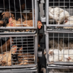 हरिद्वारमध्ये मांस आणि अंड्यांवर बंदीची तयारी सुरू, नेमकं कारण काय