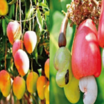 bogus-pesticides-fertilizers-ruin-konkan-mango-cashew-crops-ratnagiri-meeting-saturday
