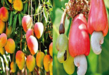 bogus-pesticides-fertilizers-ruin-konkan-mango-cashew-crops-ratnagiri-meeting-saturday