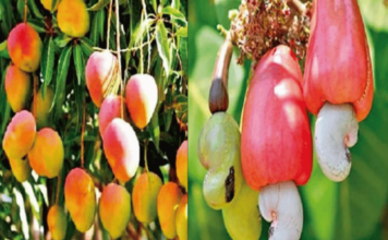 bogus-pesticides-fertilizers-ruin-konkan-mango-cashew-crops-ratnagiri-meeting-saturday