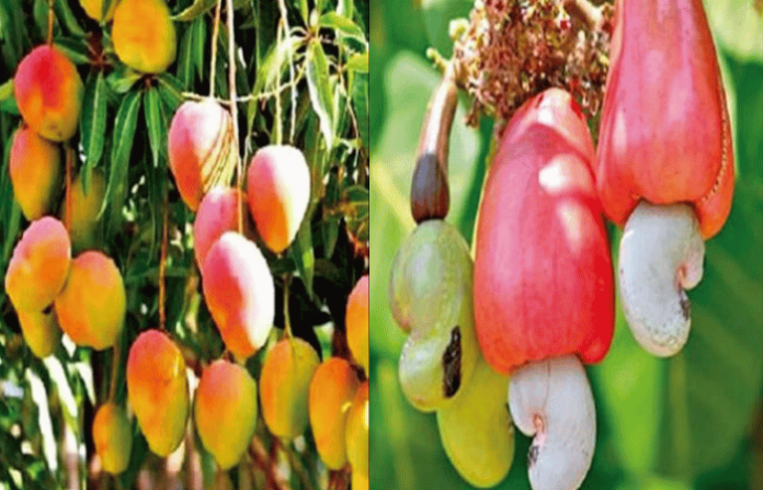 bogus-pesticides-fertilizers-ruin-konkan-mango-cashew-crops-ratnagiri-meeting-saturday