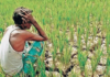 Yavatmal News – पिक विमा, कर्जमाफीसाठी शेतकऱ्यांचा संताप; 16 ग्रामपंचायतींचे गावबंदी ठराव