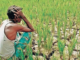 Yavatmal News – पिक विमा, कर्जमाफीसाठी शेतकऱ्यांचा संताप; 16 ग्रामपंचायतींचे गावबंदी ठराव