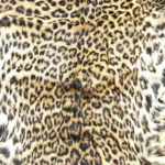 धक्कादायक! येऊरच्या जंगलात पाच महिन्यांत चार बिबट्यांची शिकार, प्रकरण दडपण्यासाठी वनाधिकाऱ्यांवर सरकारचा दबाव