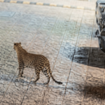 मुंबईत बिबट्याची दहशत, मालाडमधील रहिवासी सोसायटीत मुक्त संचार