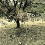 शहापुरात आंब्याला ‘सनस्ट्रोक’.. 70 टक्के बागांमध्ये फळझड; कधी ढगाळ तर कधी प्रचंड उष्णतेचा फटका, पंचनाम्याचा अहवाल सरकारी गठ्यात धूळ खात