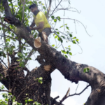 नाशिक शहरातील वृक्षतोडीला हरित लवादाची अंतरिम स्थगिती