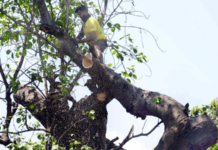 नाशिक शहरातील वृक्षतोडीला हरित लवादाची अंतरिम स्थगिती