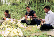 रायगडात पिकलं ‘पांढरं सोनं’, पांढऱ्या कांद्याचे 3 हजार 160 मे. टन उत्पादन; विक्रीतून 19 कोटींची उलाढाल