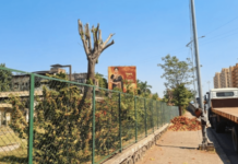 होर्डिंग दिसण्यासाठी झाडांची कत्तल, ऑक्सिपार्क उद्यानातील प्रकार; महापालिकेचा कानाडोळा