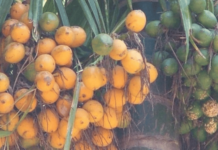 श्रीवर्धनच्या रोठा सुपारीचे अस्तित्व धोक्यात, पर्यटन व्यवसायासाठी बागांच्या जागेवर इमले; संशोधन केंद्रही रखडले