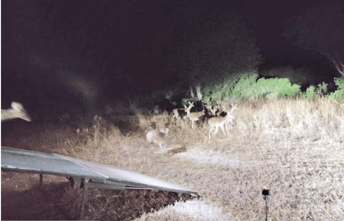 sahyadri tiger reserve