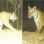 राधानगरी अभयारण्यात आले ‘रायबा’ आणि ‘सरदार’, दोन नर वाघांच्या अस्तित्वाची नोंद