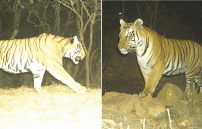 satara tiger
