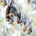 जागर – वटवाघळे चक्क देशाच्या अर्थव्यवस्थेचा आधारस्तंभ!