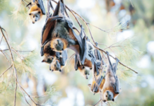 जागर – वटवाघळे चक्क देशाच्या अर्थव्यवस्थेचा आधारस्तंभ!