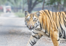 चिंताजनक! पाच वर्षांत राज्यात 24 वाघांचा गूढ मृत्यू