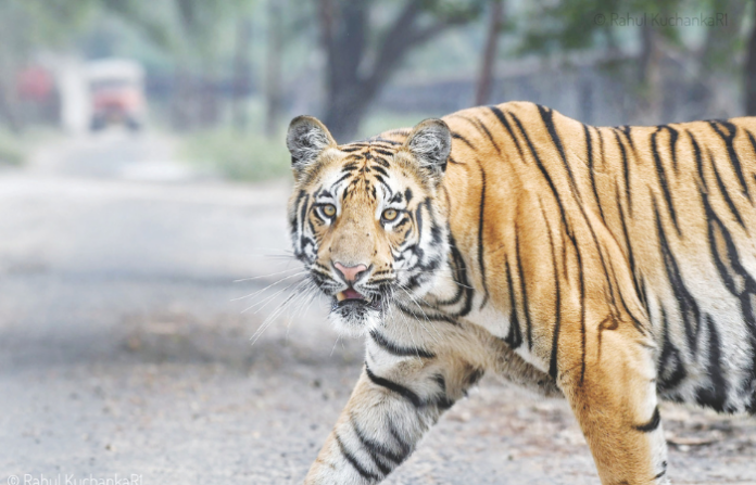 tiger