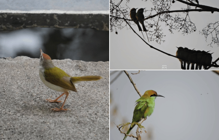 Birds and nature