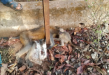 Ratnagiri News – वनविभागाच्या अधिकार्यांनी जखमी वानर मायलेकाला दिला माणुसकीचा हात; दापोली शहरातील हृदयस्पर्शी घटना