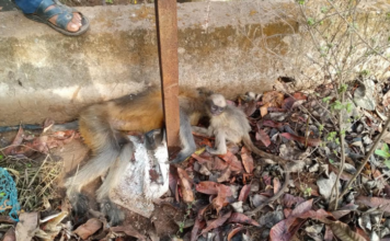 Ratnagiri News – वनविभागाच्या अधिकार्यांनी जखमी वानर मायलेकाला दिला माणुसकीचा हात; दापोली शहरातील हृदयस्पर्शी घटना