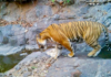 Ratnagiri News – संगमेश्वर तालुक्यातील खासगी जंगलात 18 वर्षांच्या संवर्धनानंतर रॉयल बंगाल वाघाचे दर्शन