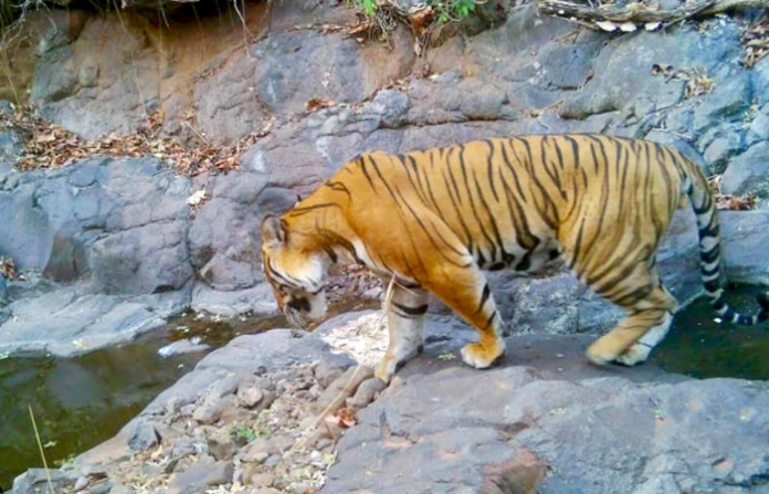 Ratnagiri News (28)