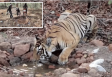 चंद्रपूरच्या ताडोबा -अंधारी व्याघ्र प्रकल्पाच्या बफर भागात पाण्याचे स्त्रोत आटले, वनविभागाने विविध ठिकाणी तयार केले कृत्रिम पाणवठे