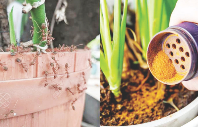 Plant Pots
