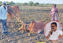 लातूरमधील ‘त्या’ शेतकरी दांपत्याला दिलेला बैल निघाला आजारी; महायुती सरकारच्या ‘PR’वर वडेट्टीवार यांची टीका