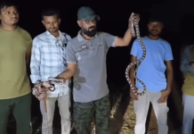 Chandrapur News – सर्पमित्रांची मोठी कामगिरी! दुर्मिळ ‘फोर्स्टेन कॅट स्नेक’ची जोडी सुखरूप रेस्क्यू; चंद्रपूर जिल्ह्यात सहावी नोंद