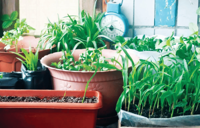 gardening