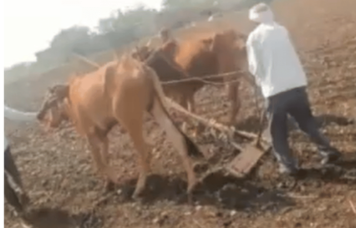 latur farmer